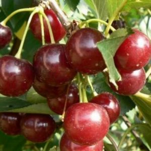 Prunus Cerasus Erdi Botermo | Ovocné stromy Jeseň