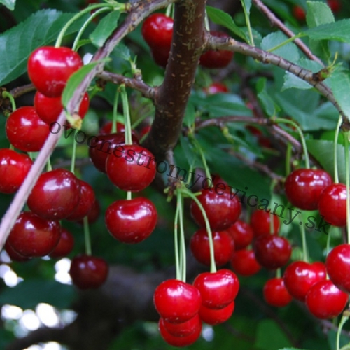 Prunus Cerasus Ujfehertoi Furtos | Ovocné stromy Jeseň