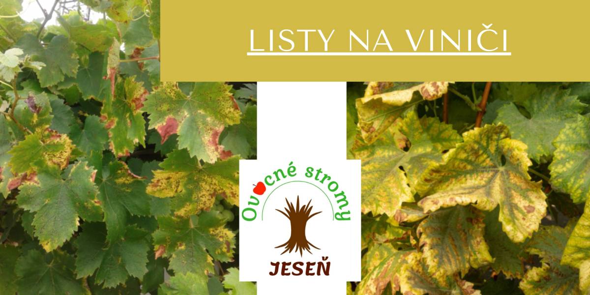 Odumierajú vám okraje mladších listov na viniči? | Ovocné stromy Jeseň