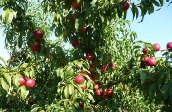 Strom nektarinka Stark Red Gold | Ovocné stromy Jeseň