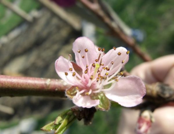 Kvitnúca broskyňa Champion | Ovocné stromy Jeseň