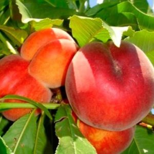 Plody broskyne Suncrest | Ovocné stromy Jeseň