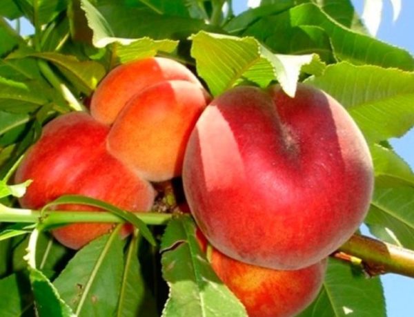 Plody broskyne Suncrest | Ovocné stromy Jeseň