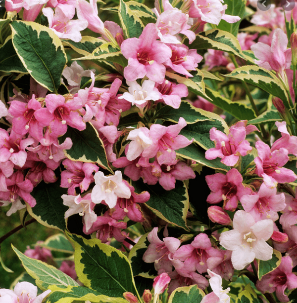 variegata wiegela