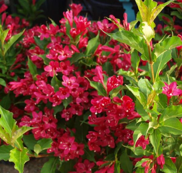 Vajgela kvetnatá Red Prince | Ovocné stromy Jeseň