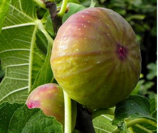 figovník gelb fruit
