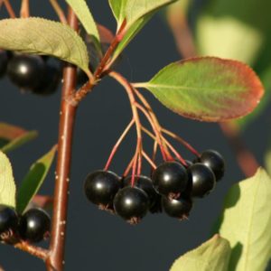 Jarabina Čierna alias Arónia Nero | Ovocné stromy Jeseň