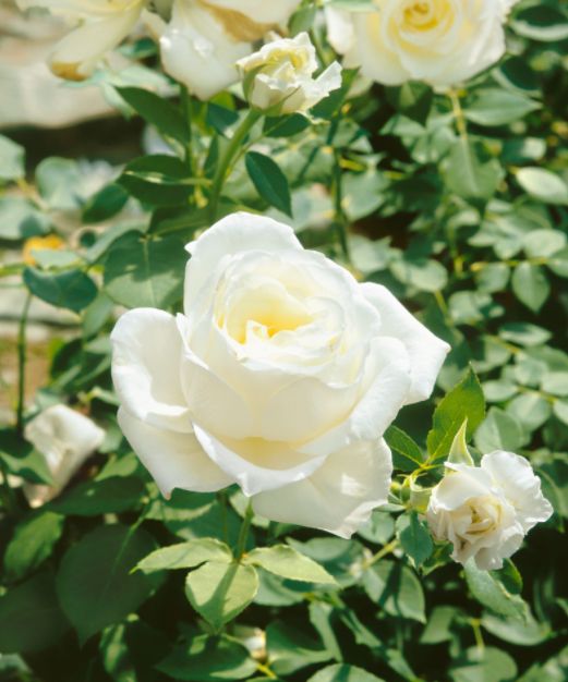 Biela ruža Virgo | Ovocné stromy Jeseň