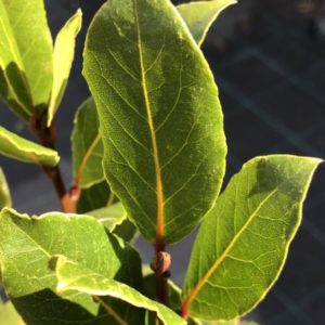 Bobkový list sadenica | Ovocné stromy Jeseň