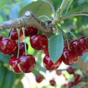 Čerešňa Burlat podpník Mahalebka | Ovocné stromy Jeseň