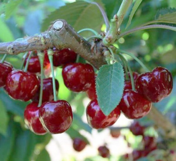 Čerešňa Burlat podpník Mahalebka | Ovocné stromy Jeseň
