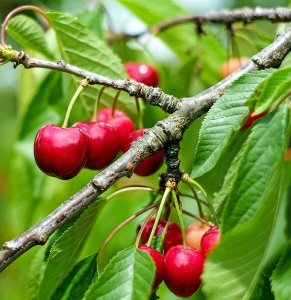 Čerešňa Stella | Ovocné stromy Jeseň