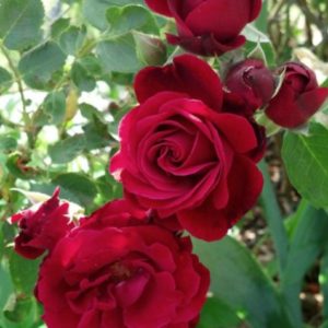 Červená ruža Don Juan | Ovocné stromy Jeseň