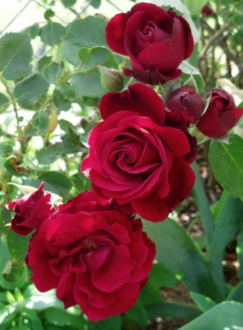 Červená ruža Don Juan | Ovocné stromy Jeseň