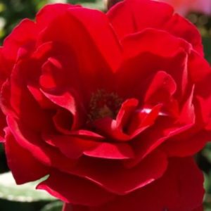 Červená ruža Limar | Ovocné stromy Jeseň