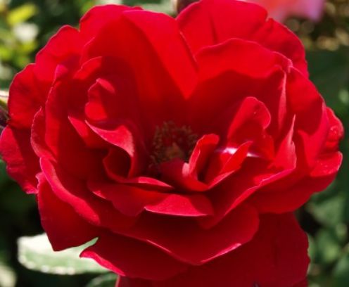 Červená ruža Limar | Ovocné stromy Jeseň