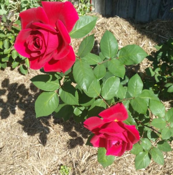 Červená ruža Mr. Lincoln | Ovocné stromy Jeseň