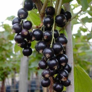 Stromčeková ríbezľa čierna TITANIA 90/110 cm | Ovocné stromy Jeseň