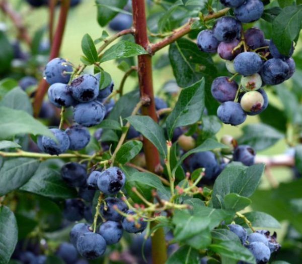 Kanadská čučoriedka Bluecrop | Ovocné stromy Jeseň