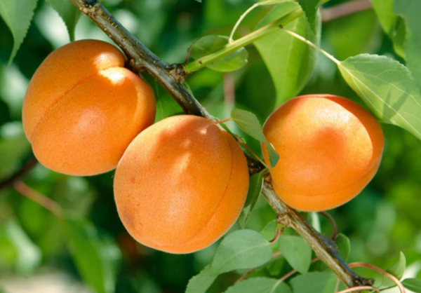 Marhuľa Early orange - Ovocné stromy Jeseň