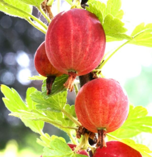 Kríkový egreš Hinnonmako Rot | Ovocné stromy Jeseň