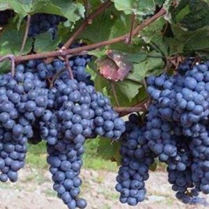Vinič Frankovka modrá | Ovocné stromy Jeseň