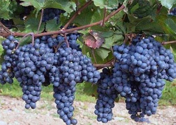 Vinič Frankovka modrá | Ovocné stromy Jeseň