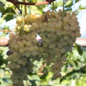 Vinič Sauvignon blanc | Ovocné stromy Jeseň