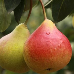 Hruška Clappova na podpníku Dula | Ovocné stromy Jeseň