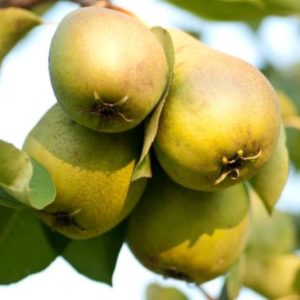 Hruška Hardyho maslovka | Ovocné stromy Jeseň