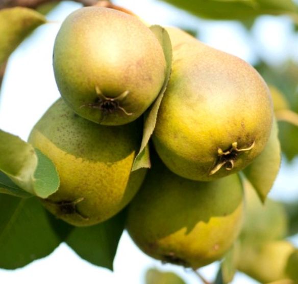Hruška Hardyho maslovka | Ovocné stromy Jeseň