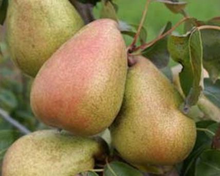 Hardyho hruška maslovka - zimná odroda hrušiek | Ovocné stromy Jeseň