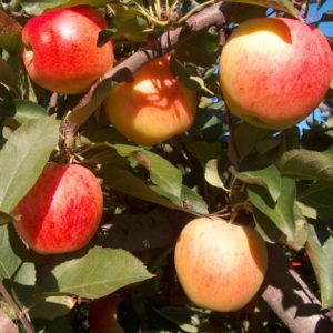 Jabloň Gala | Ovocné stromy Jeseň