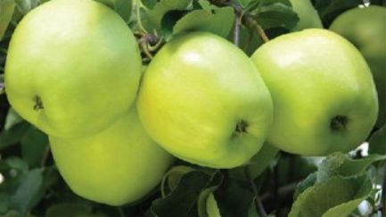 Jablko Golden Delicious | Ovocné stromy Jeseň