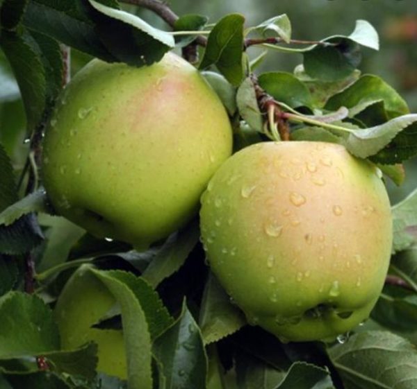 Jabloň Golden Delicious | Ovocné stromy Jeseň