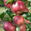 Jabloň Idared | Ovocné stromy Jeseň