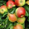 Úroda jablone Jonagold | Ovocné stromy Jeseň