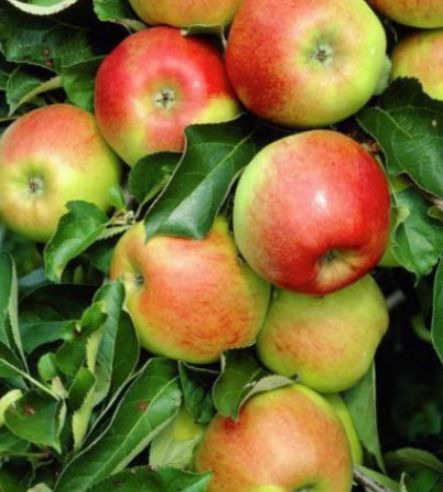 Úroda jablone Jonagold | Ovocné stromy Jeseň
