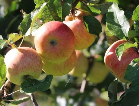Jabloň Jonagold | Ovocné stromy Jeseň