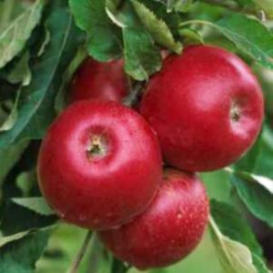 Jabloň Jonathan | Ovocné stromy Jeseň