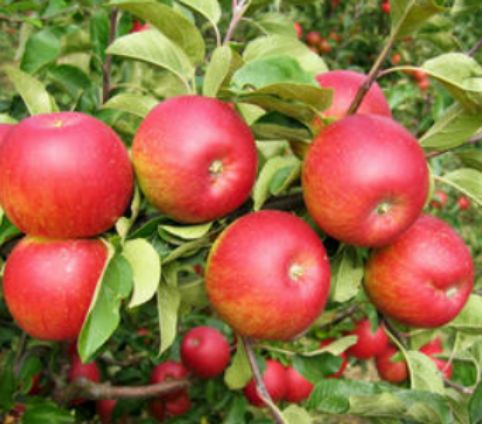 Jabloň Rosana | Ovocné stromy Jeseň