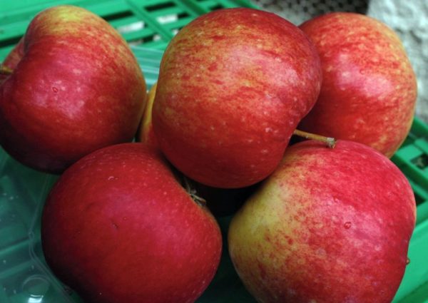 Jablká Rubinola | Ovocné stromy Jeseň