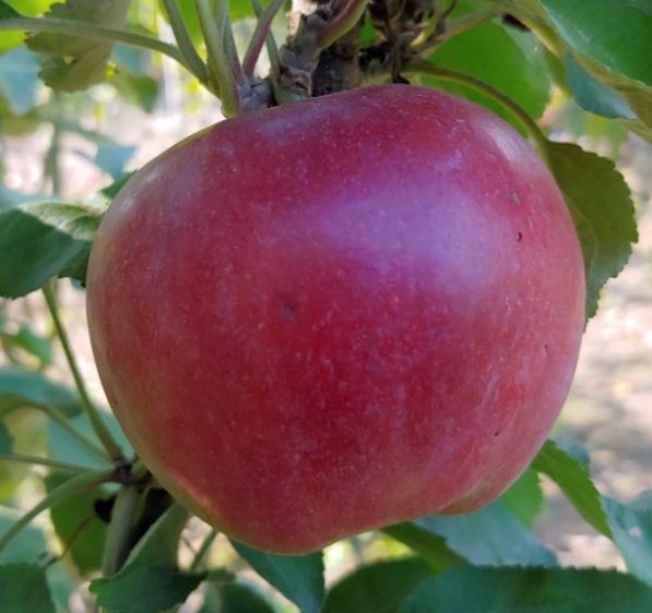 Jablko Idared | Ovocné stromy Jeseň