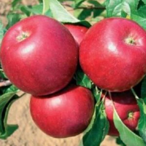 Jablká Júlia | Ovocné stromy Jeseň