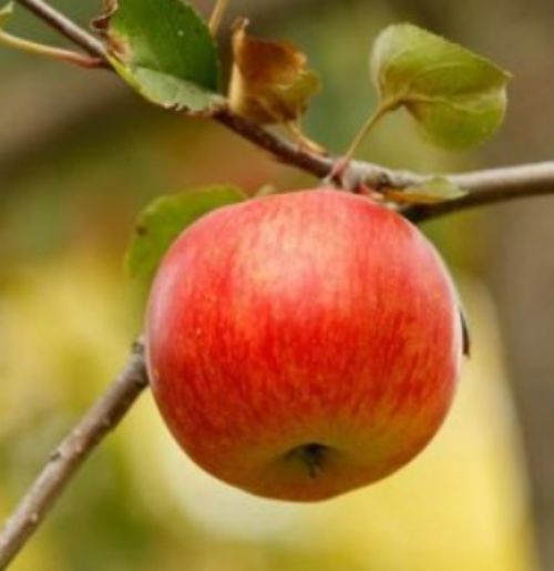 Jablko Rosana | Ovocné stromy Jeseň