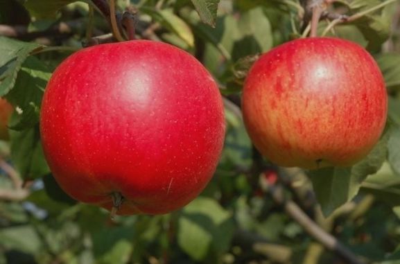 Jabloň Rubinola | Ovocné stromy Jeseň