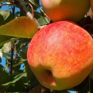 Jablko Šampión | Ovocné stromy Jeseň