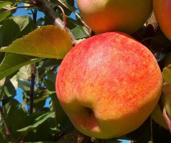 Jablko Šampión | Ovocné stromy Jeseň