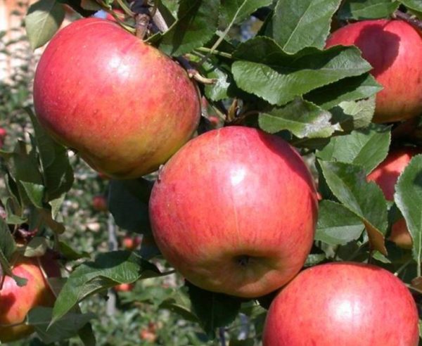 Jabloň Topaz | Ovocné stromy Jeseň