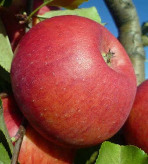Jablko Topaz | Ovocné stromy Jeseň